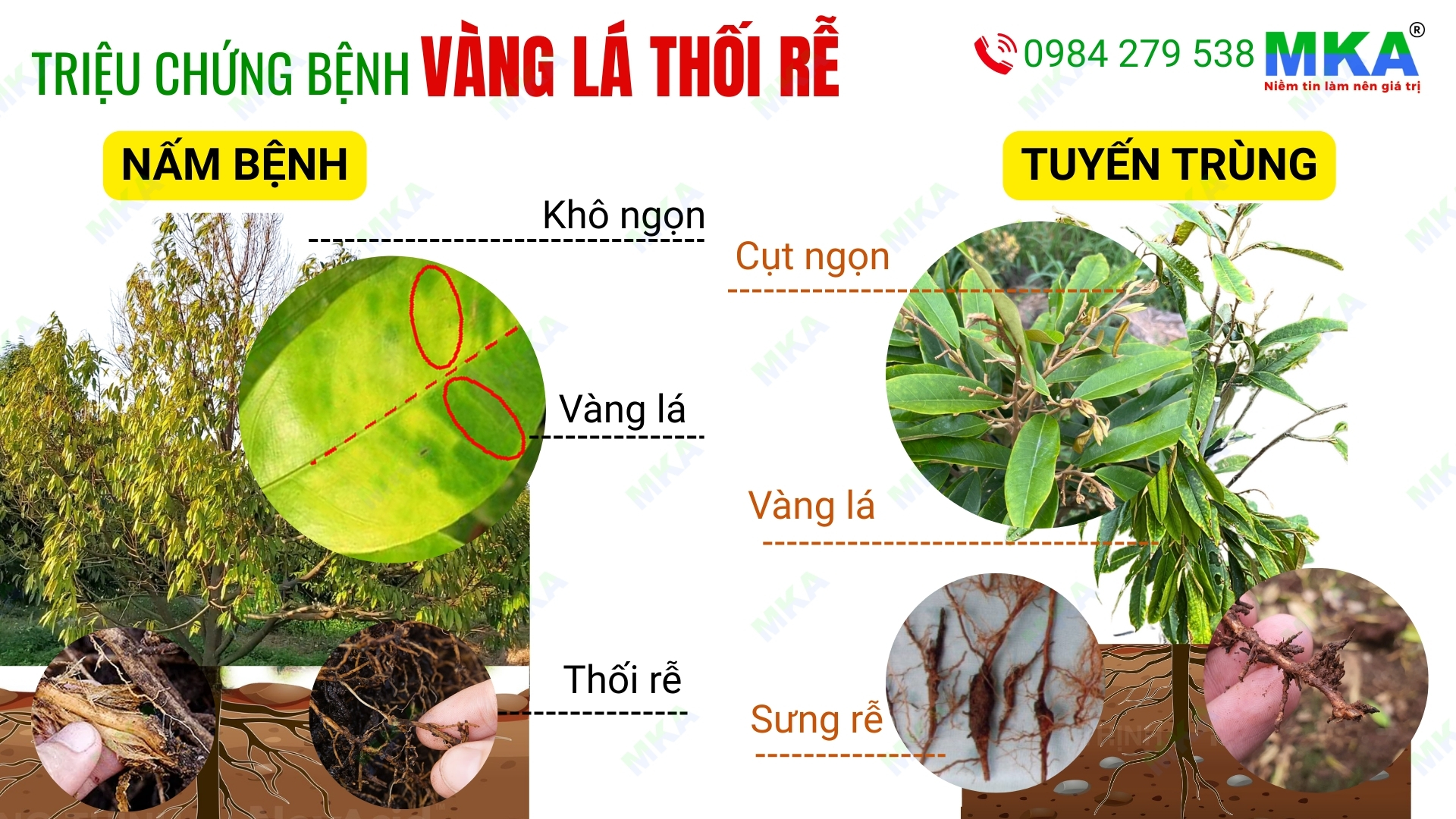 Triệu chứng bệnh vàng lá thối rễ